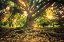 Giật mình "thủ phạm" gây ra nhiều cuộc đại tuyệt chủng trên Trái đất 