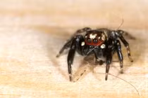 Tiết lộ bất ngờ về loài nhện khát máu như 'ma cà rồng'