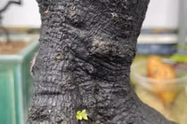 Loài cây quý của Việt Nam được cả thế giới săn lùng