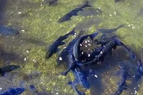 Phát hiện “suối cá” bí ẩn dưới sân, lão nông đổi đời trong nháy mắt 