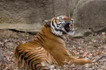 Loài hổ Mã Lai đặc biệt sao phải nỗ lực bảo tồn gấp? 