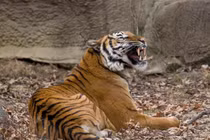 Loài hổ Mã Lai đặc biệt sao phải nỗ lực bảo tồn gấp? 