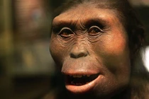 Thấy hoá thạch chân gấu 3,7 triệu tuổi, chuyên gia phán: "Là con người!" 