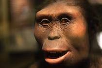 Thấy hoá thạch chân gấu 3,7 triệu tuổi, chuyên gia phán: "Là con người!" 