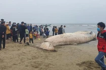 Cá voi 10 tấn dạt vào bờ biển Thanh Hóa: Điềm báo bội thu? 