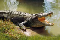 Cá sấu xuất hiện trên kênh Quảng Lộ - Phụng Hiệp