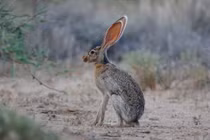 Bí mật thú vị về đôi tai siêu to của loài thỏ sa mạc