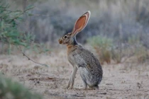 Bí mật thú vị về đôi tai siêu to của loài thỏ sa mạc