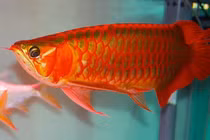 9 loài cá đắt nhất hành tinh, hàng chục tỷ chưa chắc mua được