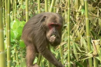 Người dân Huế giao nộp 2 cá thể động vật: Toàn loài quý hiếm! 