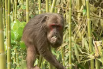 Người dân Huế giao nộp 2 cá thể động vật: Toàn loài quý hiếm! 