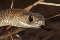 Top 5 loài rắn độc nhất thế giới, số 5 có nhiều ở Việt Nam