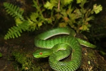 Rợn người những loài rắn độc nhất Việt Nam, chớ dại đến gần