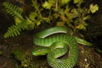 Rợn người những loài rắn độc nhất Việt Nam, chớ dại đến gần