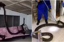 Nghe tiếng động lạ, sốc nặng 'quái thú' đột nhập vào nhà