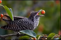 "Quỷ chim" lưu manh bạc tình nhất thế giới, Việt Nam có nhiều