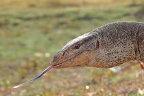 Bắt được kỳ đà vân ở Bình Chánh: Loài nguy cấp trong Sách Đỏ