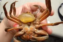 Giật mình cua đực mang trứng và quá trình "chuyển giới" kỳ quặc