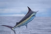 Quái ngư gần nửa tấn bất ngờ dính câu, cả thuyền hoảng loạn 