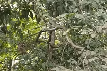 Suýt ngất khi thấy 'quái thú' leo cây, lơ lửng trên đầu