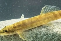 Loài cá hiếm mất tích 50 năm tưởng tuyệt chủng, bất ngờ tái xuất