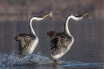 Độc đáo loài chim duy nhất có khả năng chạy trên mặt nước