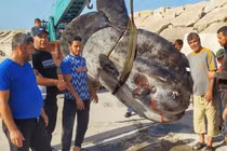 'Quái ngư' hơn 1.000kg bất ngờ lọt lưới, tàu ngư dân rung chuyển