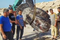 'Quái ngư' hơn 1.000kg bất ngờ lọt lưới, tàu ngư dân rung chuyển