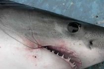 Tóm được 'thuỷ quái' dài 3m, cần thủ lập tức làm một việc