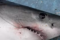 Tóm được 'thuỷ quái' dài 3m, cần thủ lập tức làm một việc