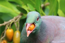 Độc lạ loài chim được mệnh danh là 'những gã say xỉn trên trời'