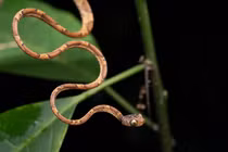 Lạ lùng loài rắn thân mỏng dính, ném đầu để săn mồi