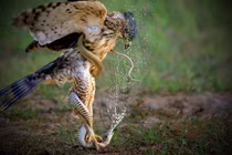 Cận cảnh loài chim quý trong Sách Đỏ Việt Nam, săn rắn “thành thần”