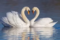 Tại sao động vật giao phối không sợ yếu tố cận huyết?