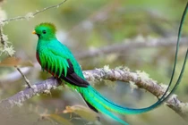 Chim thiêng tuyệt sắc, thà nhịn ăn đến chết chứ không chịu bị nhốt