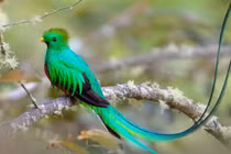 Chim thiêng tuyệt sắc, thà nhịn ăn đến chết chứ không chịu bị nhốt