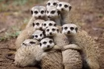 Bật cười thói quen ngủ hài hước, dị thường của các loài động vật