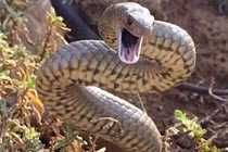 Kỳ lạ loài rắn cực độc suốt 10 triệu năm không cần tiến hóa