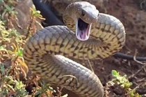 Kỳ lạ loài rắn cực độc suốt 10 triệu năm không cần tiến hóa