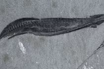 Phát hiện mới về tổ tiên loài người, lịch sử phải viết lại?