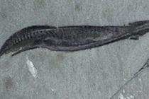 Phát hiện mới về tổ tiên loài người, lịch sử phải viết lại?