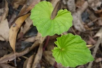 Loài cây một lá quý hiếm ở Việt Nam, cả thế giới săn lùng