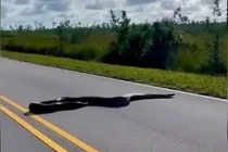 Đang đi du lịch, sốc nặng khi bị 'quái thú' chặn đường