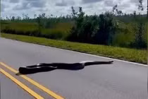 Đang đi du lịch, sốc nặng khi bị 'quái thú' chặn đường