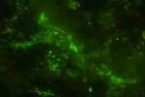 Phiến đá 2 tỷ năm... nhung nhúc bên trong sinh vật bị phong ấn 