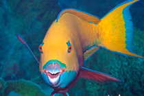 Những loài động vật sặc sỡ nhất quả đất, đẹp như tranh vẽ