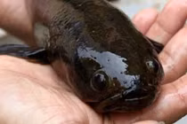 'Báu vật trời ban' chỉ có ở Việt Nam, thế giới tìm hoài không thấy