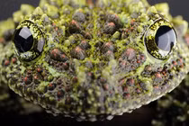 Loạt động vật kỳ dị tại Việt Nam, ám ảnh nhất số 5