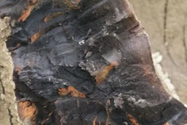 Đào trúng "khúc gỗ lạ", công trường lập tức dừng thi công 