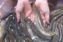 Loài cá quê mùa ở Việt Nam "lên đời" thành đặc sản giá trị